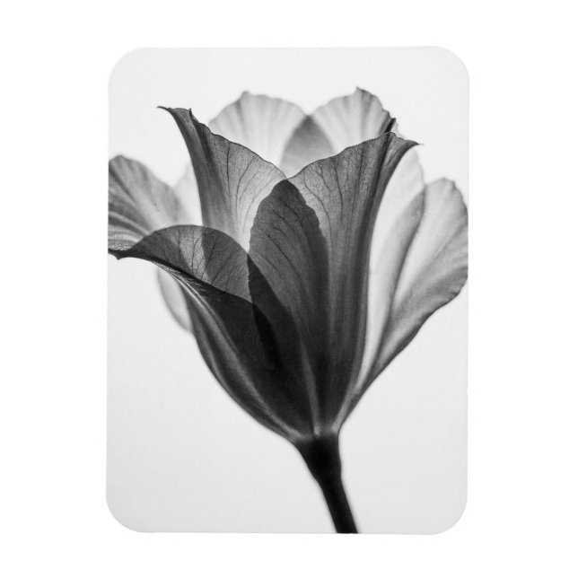 Svartvit botanisk fin konst fotografi magnet (Vertikal)