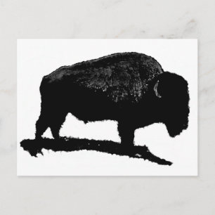 Svartvit buffalo vykort