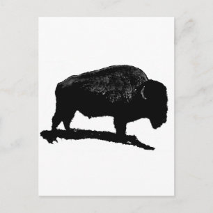 Svartvit buffalo vykort