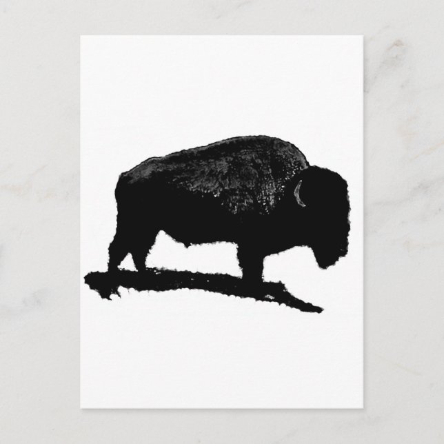Svartvit buffalo vykort (Framsida)