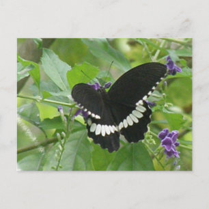 Svartvit butterfly-vykort vykort