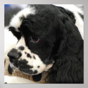 Svartvit cockerspanielSpanielaffisch Poster