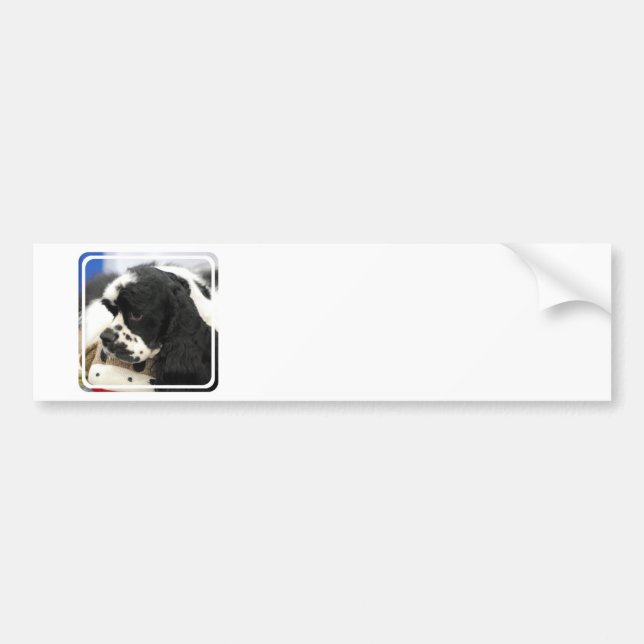 Svartvit cockerspanielSpanielbildekal Bildekal (Framsidan)