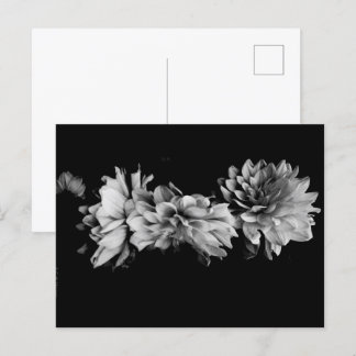 Svartvit Dahlia Trio Helg Vykort