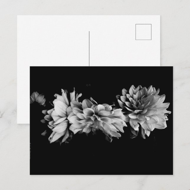 Svartvit Dahlia Trio Helg Vykort (Fram/baksida)