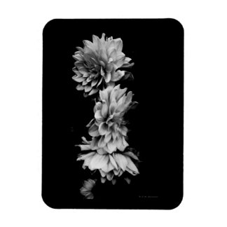 Svartvit Dahlia Trio Magnet