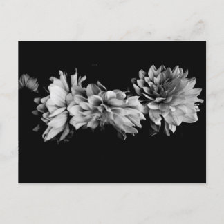Svartvit Dahlia Trio Vykort