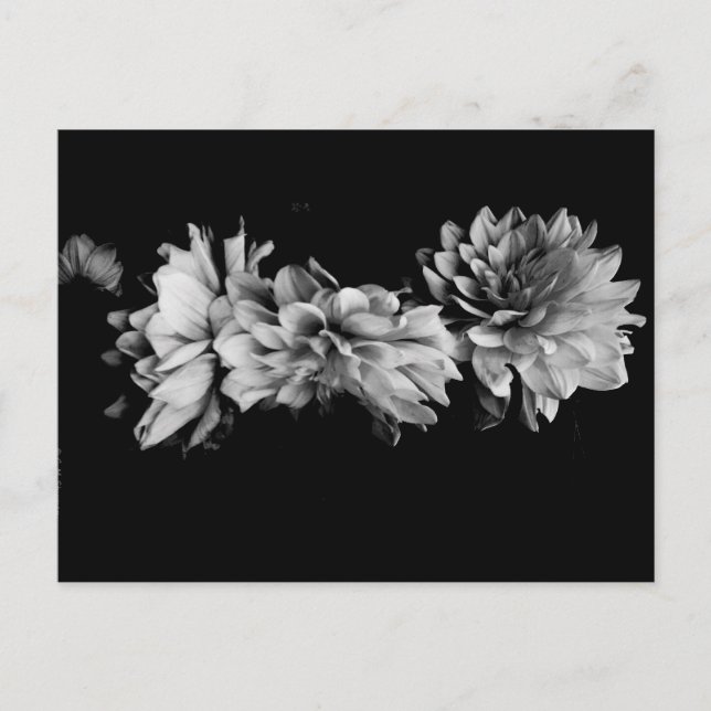 Svartvit Dahlia Trio Vykort (Framsida)