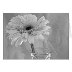Svartvit Daisy blomma OBS Kort