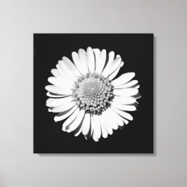 Svartvit Daisy Blommigt Art Botaniskt fotografi Canvastryck