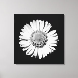Svartvit Daisy Blommigt Art Botaniskt fotografi Canvastryck