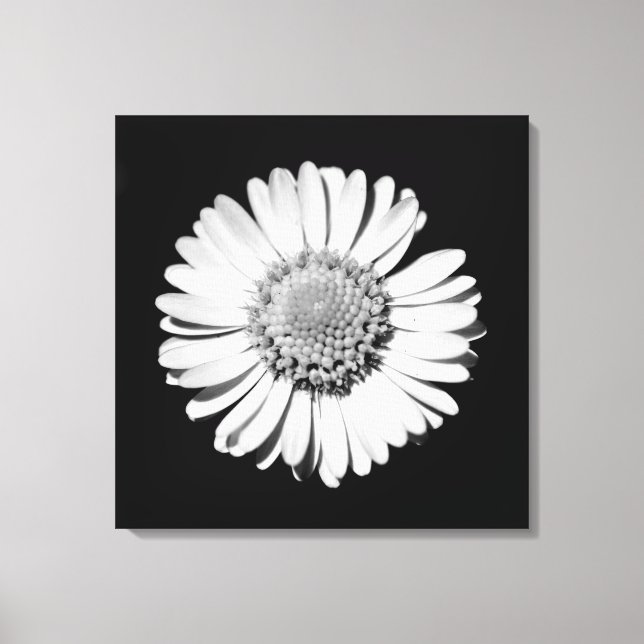 Svartvit Daisy Blommigt Art Botaniskt fotografi Canvastryck (Framsida)