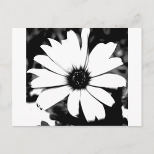 Svartvit Daisy Vykort