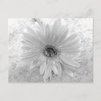 Svartvit Daisy Vykort