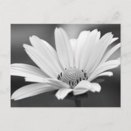 Svartvit Daisy Zazzle-vykort Vykort