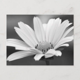 Svartvit Daisy Zazzle-vykort Vykort