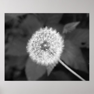 Svartvit dandelion framför Löv 16 x 20 Poster