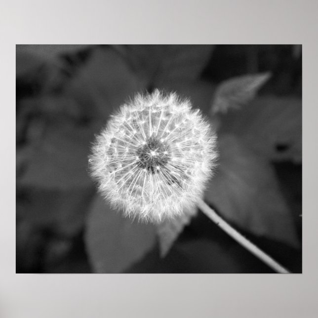 Svartvit dandelion framför Löv 16 x 20 Poster (Framsidan)