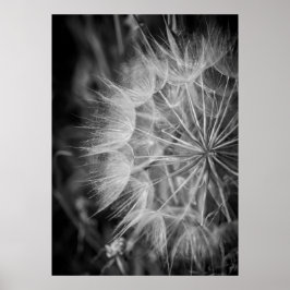 Svartvit Dandelion Poster