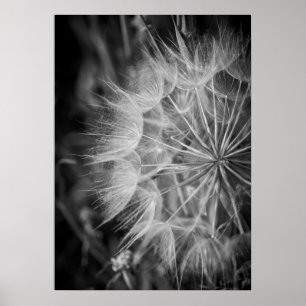 Svartvit Dandelion Poster