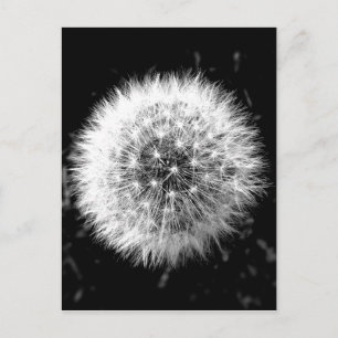 Svartvit dandelion vykort