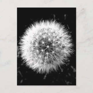 Svartvit dandelion vykort