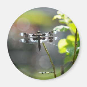 Svartvit Dragonfly Magnet