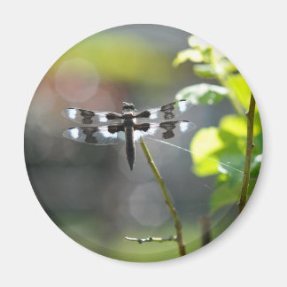 Svartvit Dragonfly Magnet