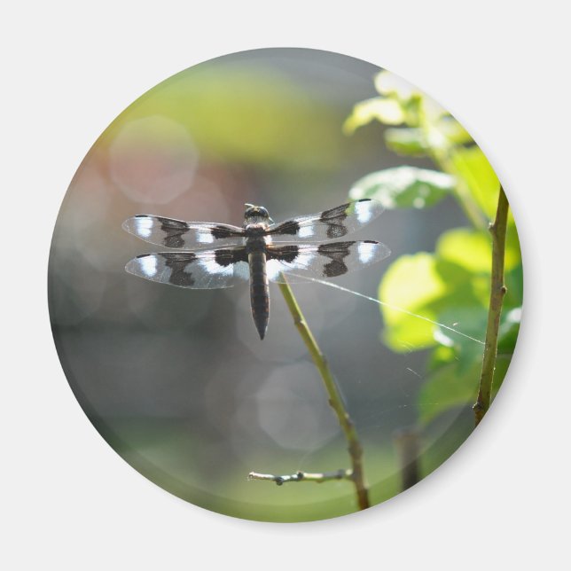 Svartvit Dragonfly Magnet (Framsidan)