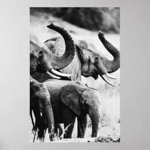 Svartvit elefant poster