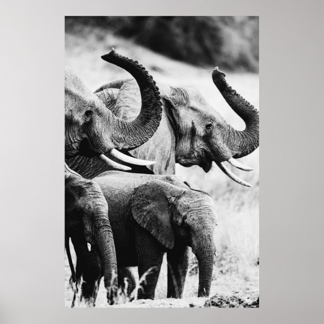 Svartvit elefant poster (Framsidan)
