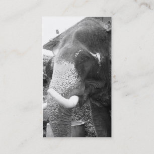 Svartvit elefant visitkort