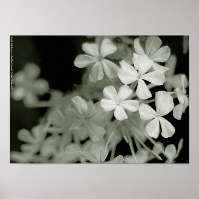 Svartvit exponering av Blue Phlox Paniculata Poster (Framsidan)
