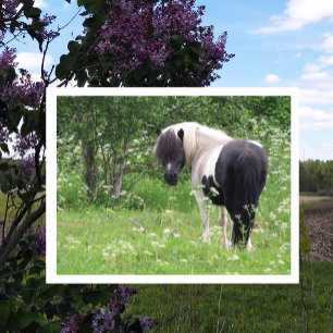 Svartvit färgnyck, gräs och Wildblommor Vykort