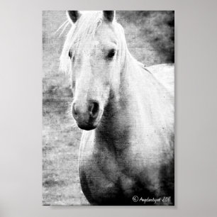 Svartvit Fauxkanfas för Palomino Poster
