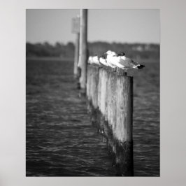 Svartvit Fiskmås på inlägg 16 x 20 Poster