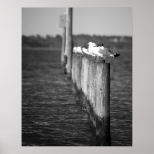 Svartvit Fiskmås på inlägg 16 x 20 Poster