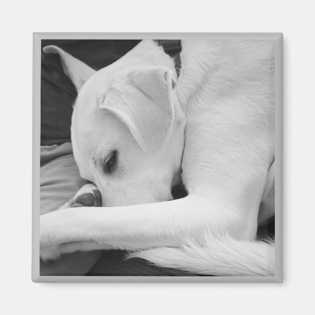 Svartvit foto av Cute Hund Resten med Pappa Magnet (Framsidan)