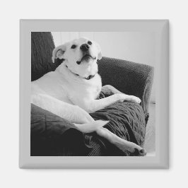 Svartvit foto av Talking Hund Grått Magnet
