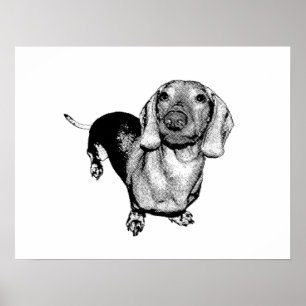 Svartvit fotoDachsund Doxie för halvton Poster