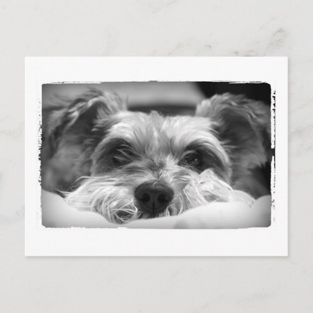 svartvit fotografi av aza vykort (Framsida)