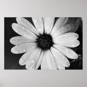 Svartvit fotografi av den afrikanska daisyn poster