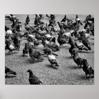 Svartvit fotografi av många duvor