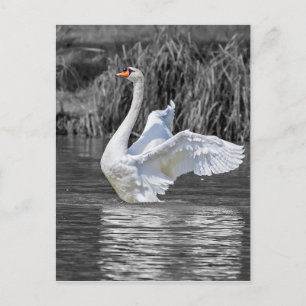 Svartvit fotografi av svan vykort