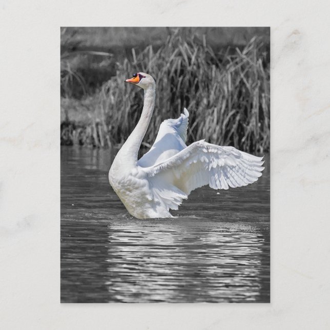 Svartvit fotografi av svan vykort (Framsida)