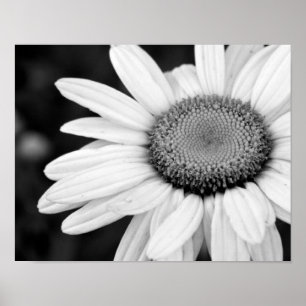 svartvit fotografiblommigt för vibrerande makro poster