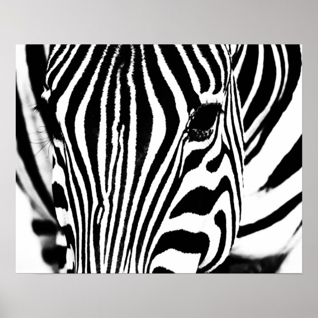 Svartvit från Zebra porträtt Poster (Framsidan)