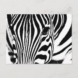 Svartvit från Zebra porträtt Vykort