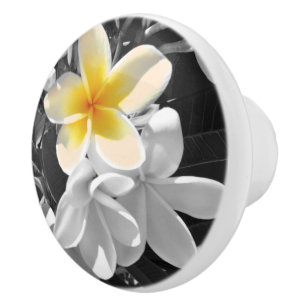 Svartvit Frangipanis med en Gult Frangipani Knopp