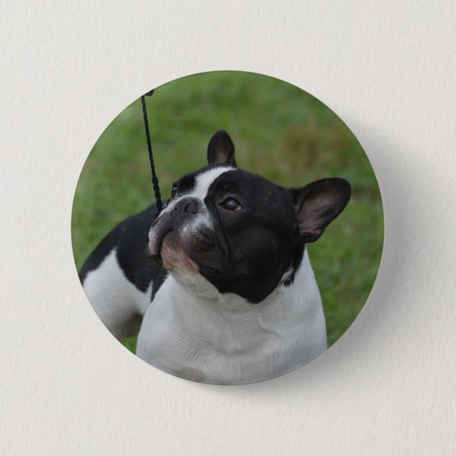 Svartvit fransk bulldogg knapp (Framsida)
